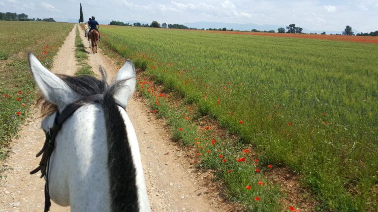 Gérer les allures en balades et sorties actives