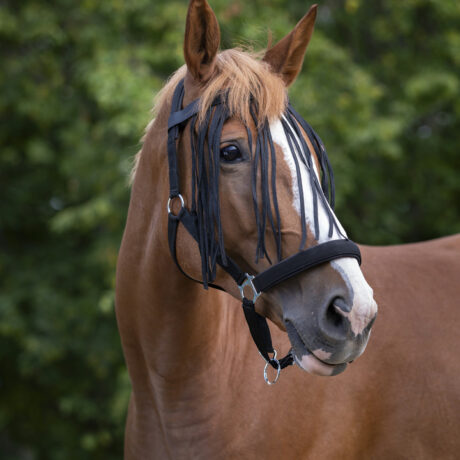 frontal chasse mouche noir