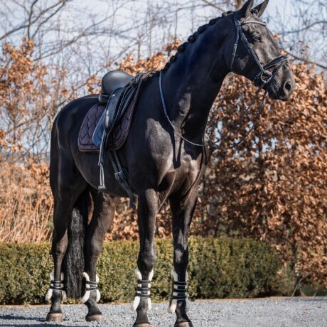 tapis de selle dressage marron chocolat classy qhp_jem sellerie (4)