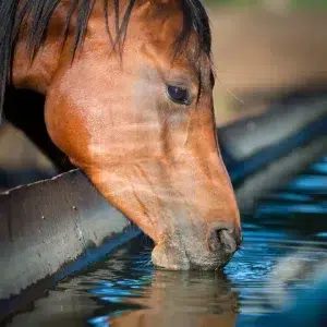 Récupération et Hydratation 💧